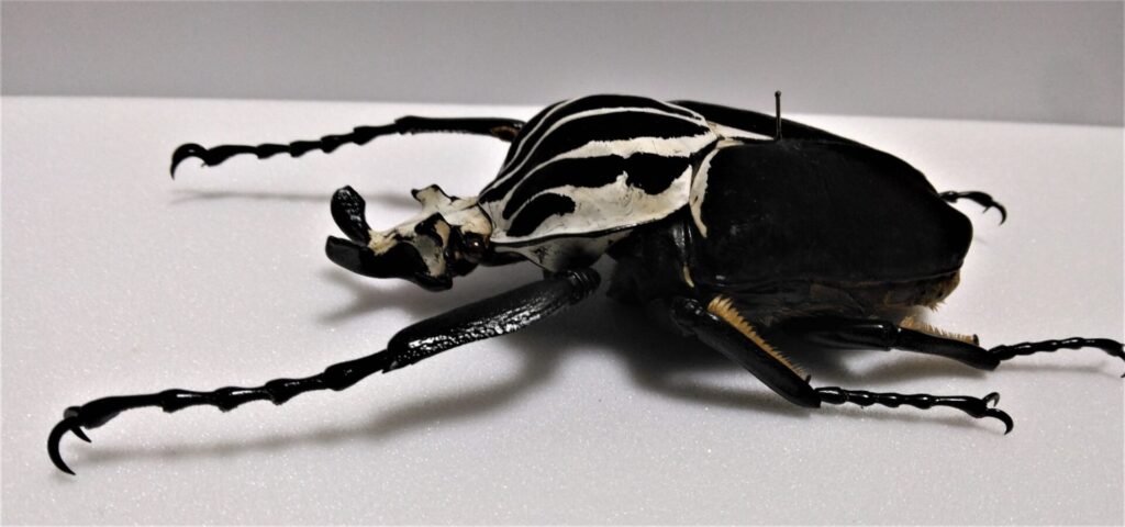 ゴライアスカシクス（オオサマゴライアス、オス） 