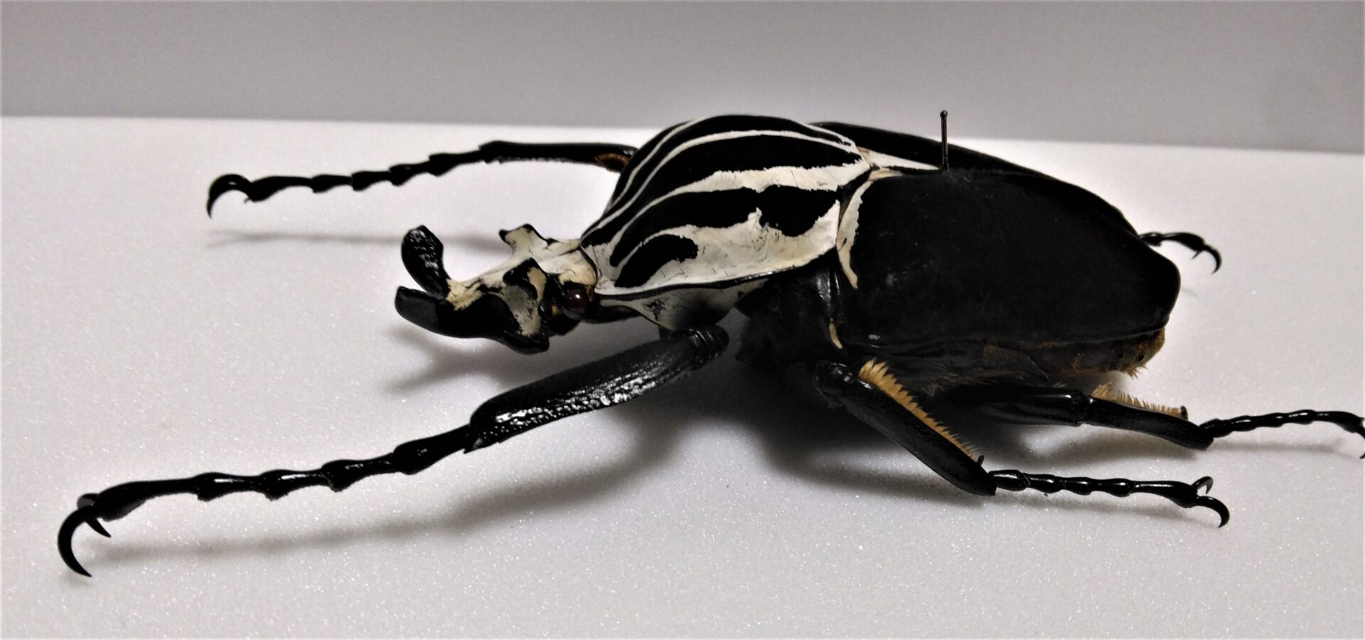 昆虫標本 世界一重い昆虫 ゴライアス | ヴンダーカンマーへの小道